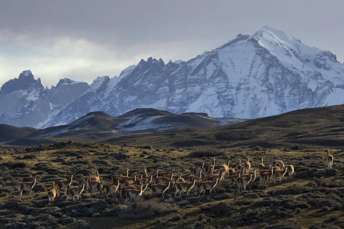 Fundación Rewilding Chile